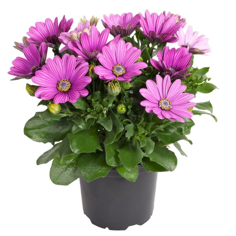 Vienmetė gėlė, sprigė valero, vazonėlio skersmuo 11 cm.