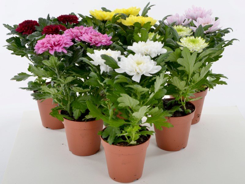 Lauko augalas, chrizantema Crysta LiN, d-13 cm.