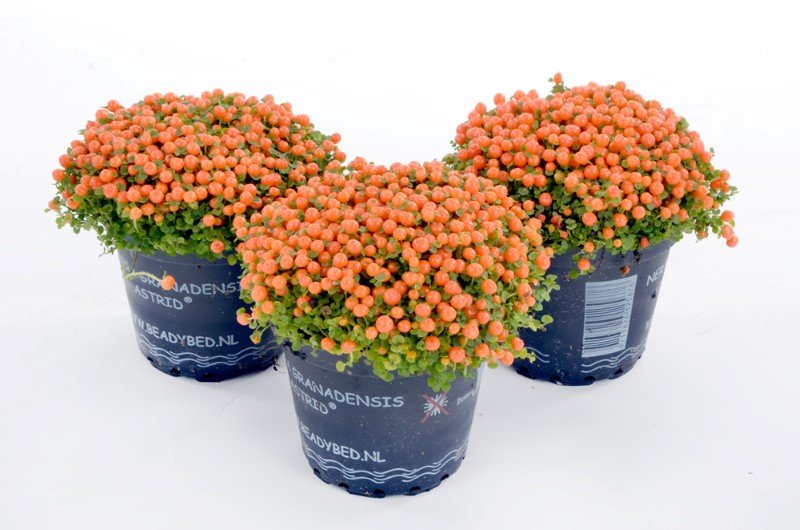 Vidaus augalas, granadinė Nertera ASTRID, skersmuo 8 cm.