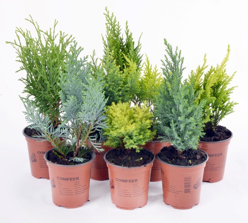 Lauko augalas, Dekoratyvinis spygliuotis