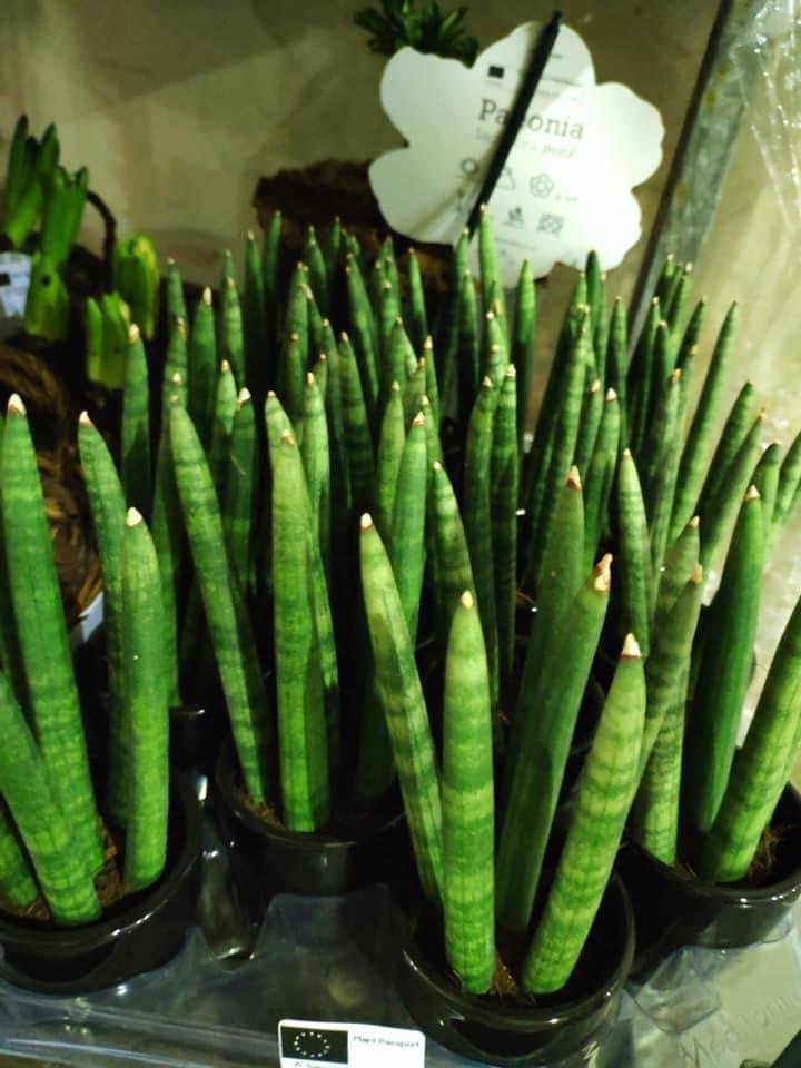 Kambarinis augalas, cilindrinė sansevjera, vazonėlio skersmuo 6 cm.