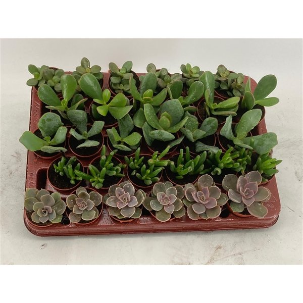 Kambarinis augalas, storalapis (Crassula), įvairūs, vazonėlio skersmuo 6 cm.