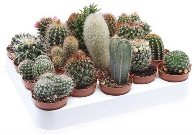 Kambarinis augalas, kaktusas, įvairūs, vazonėlio skersmuo 6 cm.