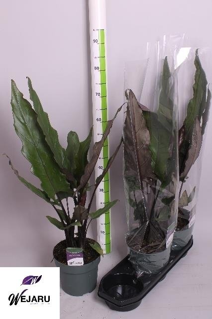 Kambarinis augalas, alokazija, vazonėlio skersmuo 19 cm.