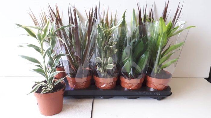 Kambarinis augalas, lapiniai augalai, įvairūs, vazonėlio skersmuo 12 cm.