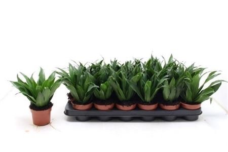 Kambarinis augalas, dracena "Compacta", vazonėlio skersmuo 9 cm.