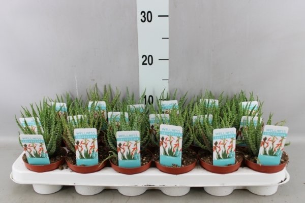 Kambarinis augalas, alavijas (Aloe Vera), vazonėlio skersmuo 9 cm.