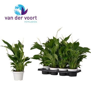 Kambarinis augalas, spatifilis "Chopin", vazonėlio skersmuo 11 cm.