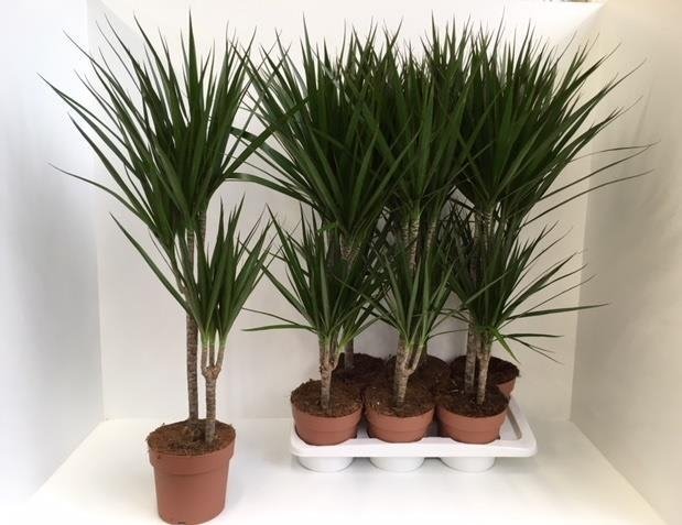 Kambarinis augalas, dracena "Marginata", vazonėlio skersmuo 15 cm.