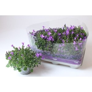 Kambarinis augalas, katilėlis, vazonėlio skersmuo 11 cm.