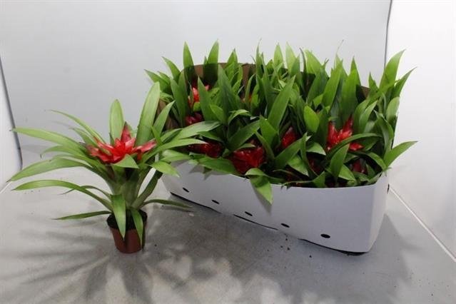 Kambarinis augalas, guzmanija, vazonėlio skersmuo 9 cm.