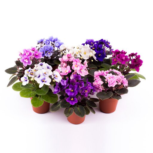 Kambarinis augalas, sanpaulija, vazonėlio skersmuo 6 cm.