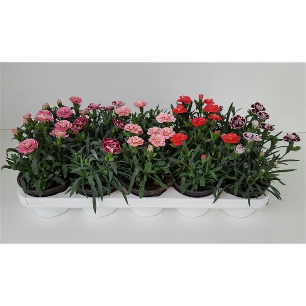 Kambarinis augalas, gvazdikas, vazonėlio skersmuo 9 cm.