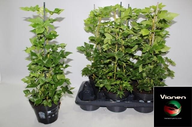 Kambarinis augalas, fatsija, vazonėlio skersmuo 17 cm.