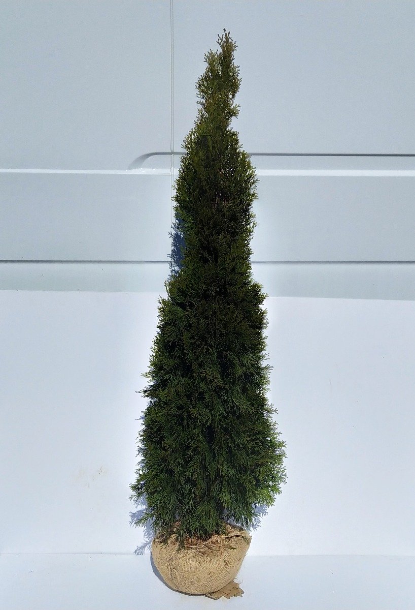 Spygliuotis, vakarinė tuja "Smaragd", 140 cm. aukščio, kelta iš grunto