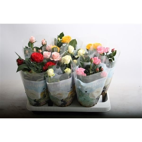 Kambarinis augalas, rožė, vazonėlio skersmuo 10 cm.