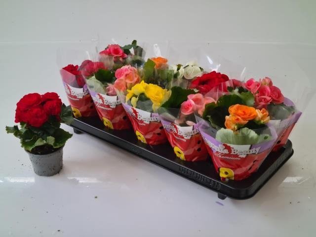 Kambarinis augalas, begonija, vazonėlio skersmuo 9 cm.