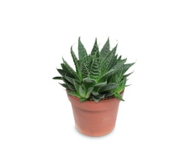 Kambarinis augalas, alavijas, vazonėlio skersmuo 10,5 cm.