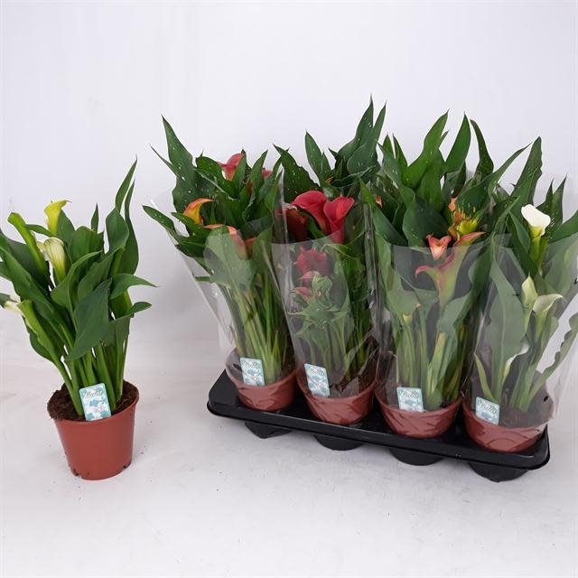 Kambarinis augalas, kalija, vazonėlio skersmuo 14 cm.