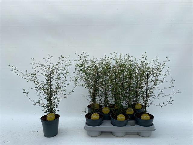 Kambarinis augalas, sofora "Little Baby", vazonėlio skersmuo 12 cm.