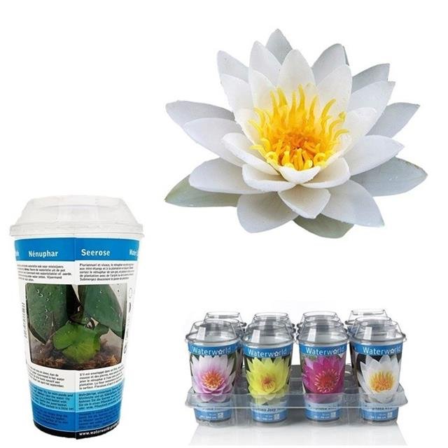 Vandens augalas, vandens lelija, vazonėlio skersmuo 10 cm.