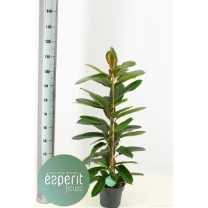 Kambarinis augalas, fikusas "Americana", vazonėlio skersmuo 21 cm.