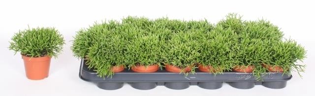 Kambarinis augalas, kaktusas "Hatiora", vazonėlio skersmuo 9 cm.