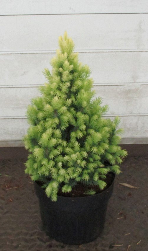 Spygliuotis, eglė baltoji "Sun of the Sky", vazonėlio skersmuo 23 cm.