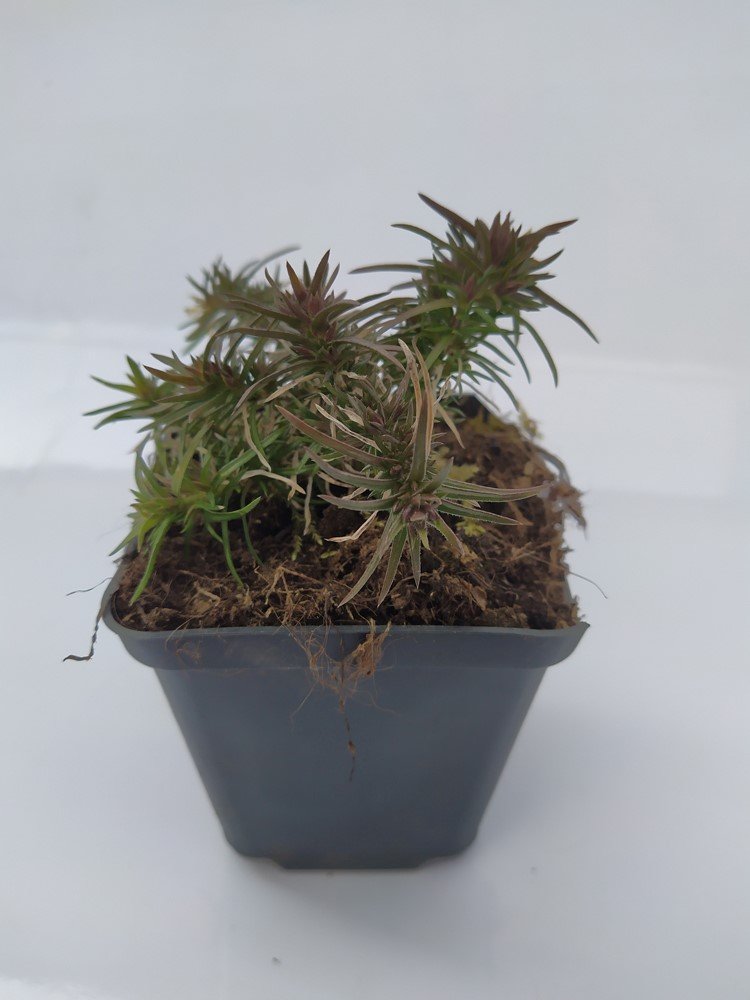 Daugiametė gėlė, flioksas "Amazing Grace", vazonėlio skersmuo 9 cm.