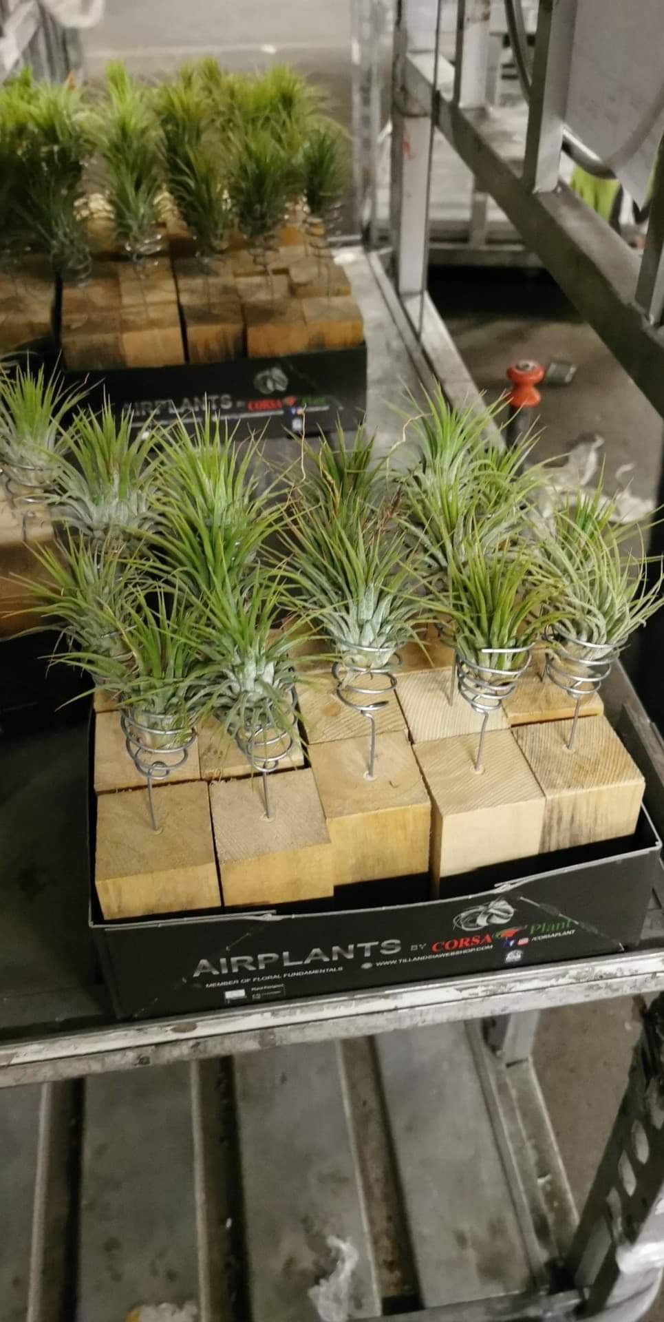 Kambarinis augalas, tilandsija metaliniame laikiklyje, vazonėlio skersmuo 5 cm.