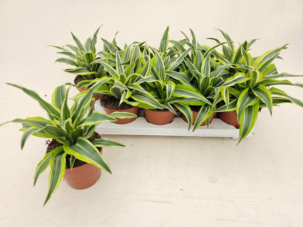 Kambarinis augalas, dracena "Comp Surprise", vazonėlio skersmuo 12 cm.