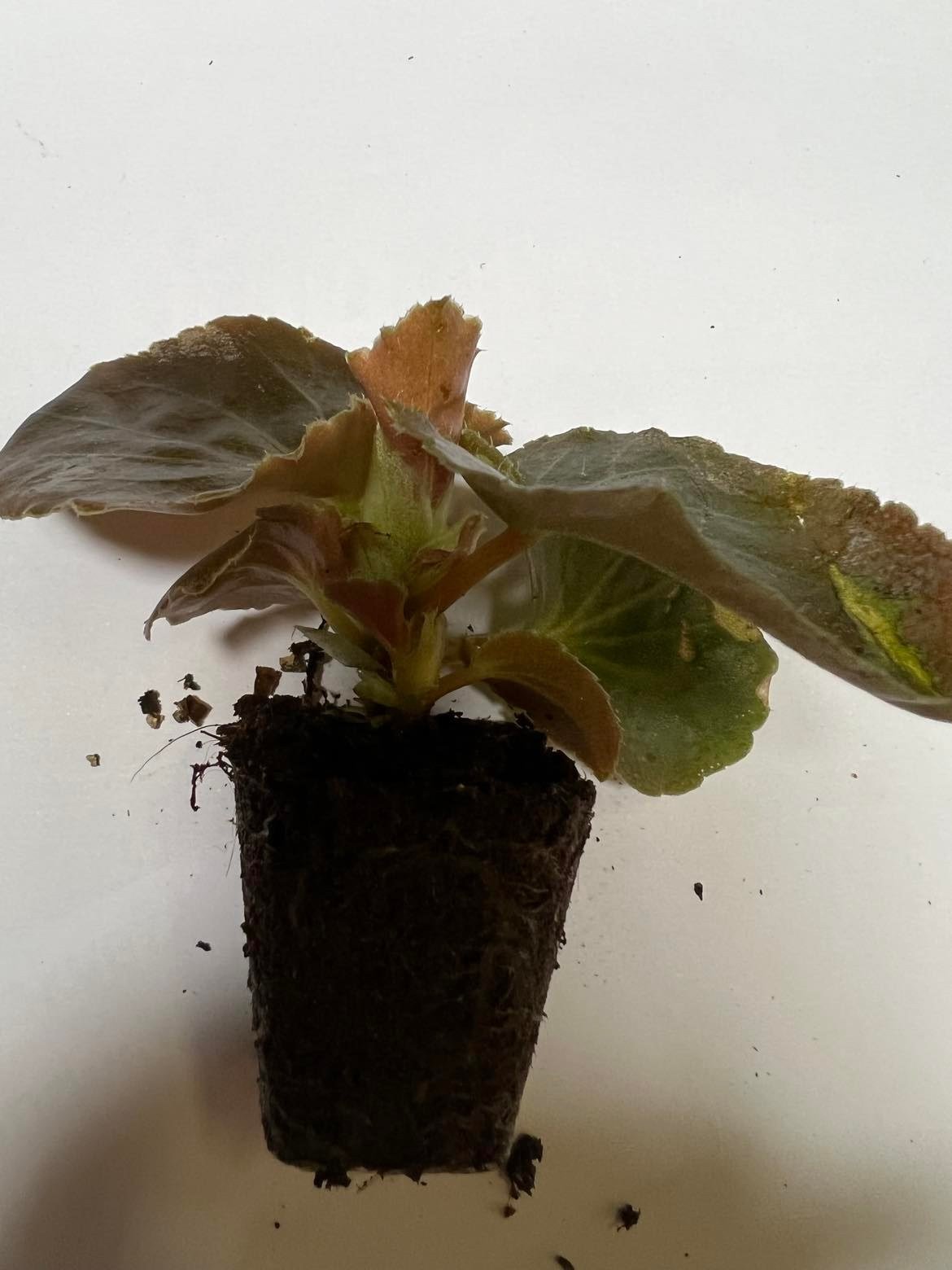 Vienmetės gėlės daigelis, hibridinė begonija "Megawatt Red Bronze Leaf"