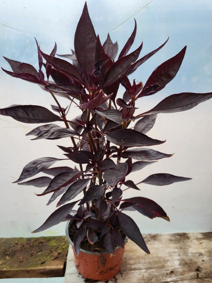 Vienmetė gėlė, iresinas, vazonėlio skersmuo 12 cm.