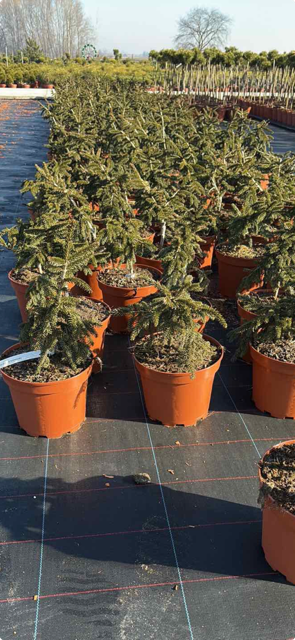 Spygliuotis, eglė rytinė "Aureospicata", vazonėlio skersmuo 23 cm.