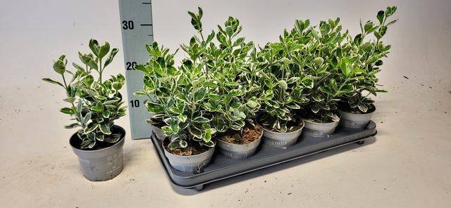 Dekoratyvinis krūmas, ožekšnis japoninis, įvairūs, vazonėlio skersmuo 12 cm.
