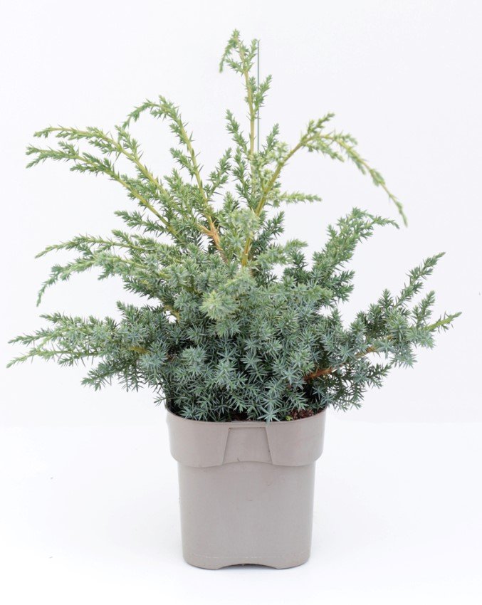 Spygliuotis, kadagys kininis "Blue Alps", vazonas 2 l.