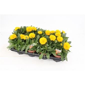 Daugiametė gėlė, gludas "Golden Sheer", vazonėlio skersmuo 13 cm.