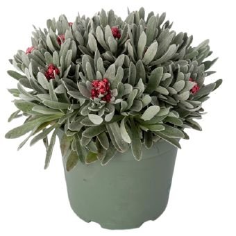 Vienmetė gėlė, šlamutis, vazono skersmuo 17 cm.