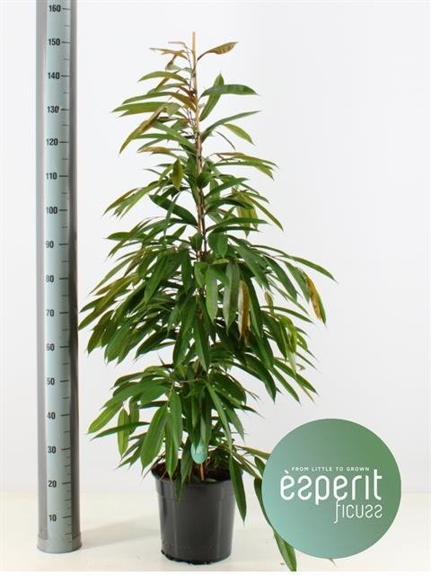 Kambarinis augalas, fikusas "Amstel King", aukštis 150 cm., vazonėlio skersmuo 27 cm.