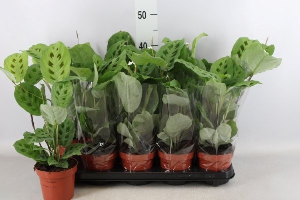 Kambarinis augalas, maranta "Kerchoveana", vazonėlio skersmuo 12 cm.