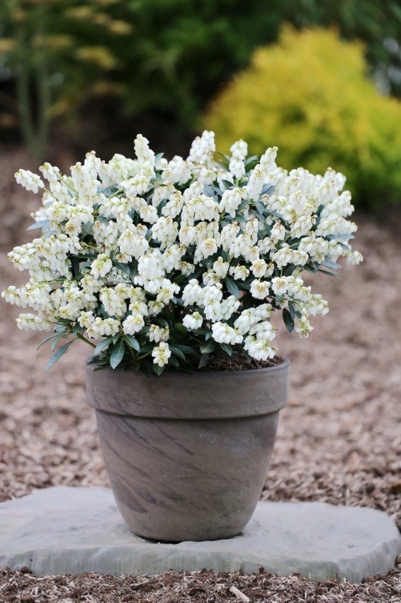 Dekoratyvinis krūmas, japoninis pieris "Debutante", vazonas 2 l.