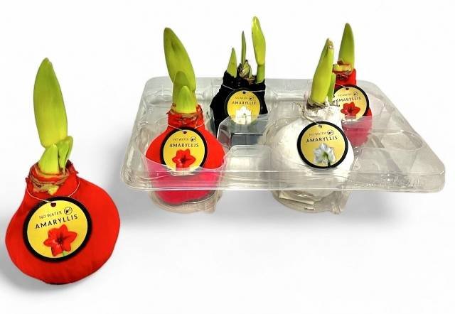 Kambarinis augalas, amarilis (Amaryllis Bloembol Hippeastrum), vaškuotas, aukštis 14 cm.