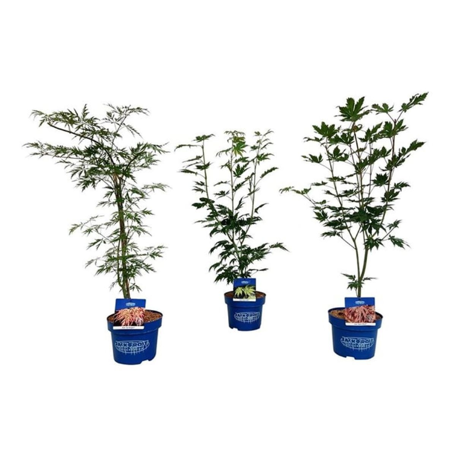 Dekoratyvinis medis, klevas (Jack Frost), aukštis 40-50 cm., vazonas 3 l.