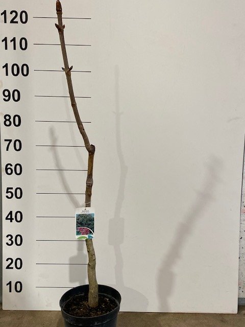 Dekoratyvinis medis, rausvažiedis kaštonas, vazonėlio skersmuo 21 cm.
