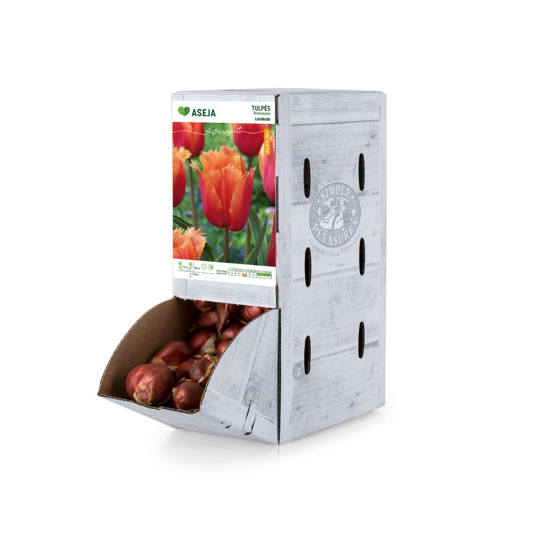 Šerkšnotosios tulpės Lambada svogūnėlis ASEJA, 1 vnt., 11/12,  Rackbox, 64043111, (R)