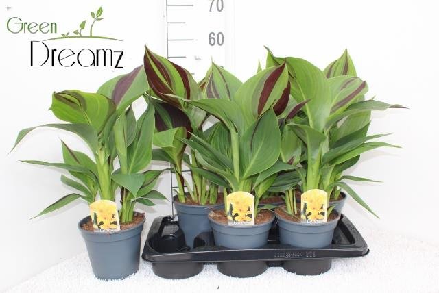 Daugiametė gėlė, kana, vazono skersmuo 17 cm.