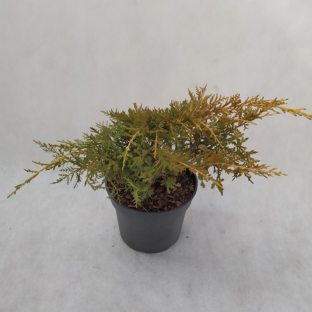 Spygliuotis, kadagys "Gold Star", vazonas 3 l.