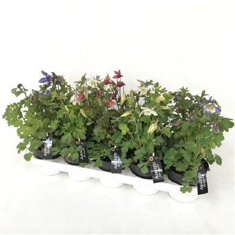 Daugiametė gėlė, sinavadas, vazonėlio skersmuo 12 cm.