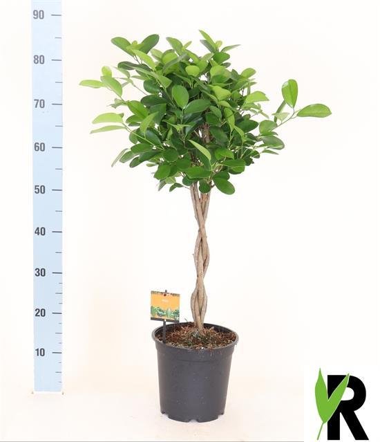 Kambarinis augalas, fikusas "Moclame", vazonėlio skersmuo 21 cm.