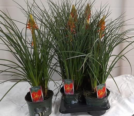 Daugiametė gėlė, knipofija "Uvaria", vazonėlio skersmuo 17 cm.